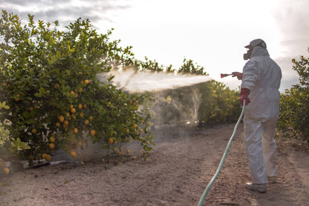 Best Termite Control Services  in Abbotsford, WI